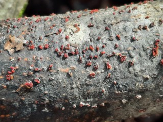 Nectria cinnabarina