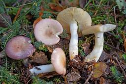 Russula versicolor