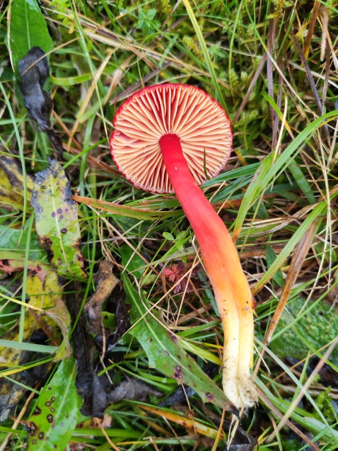 Hygrocybe coccinea