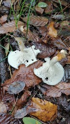 Clitocybe odora