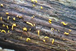 Calocera cornea