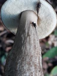 Leccinellum pseudoscabrum