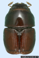Scolytus multistriatus