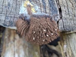 Stemonitis splendens