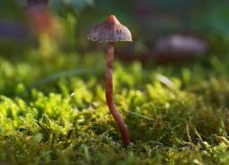 Cortinarius desertorum