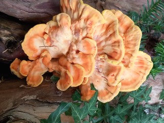 Laetiporus sulphureus