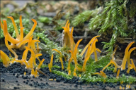 Calocera cornea