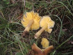 Hygrocybe spadicea