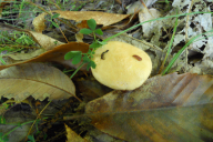 Suillus bovinus
