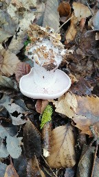Lepista glaucocana