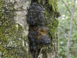 Inonotus obliquus