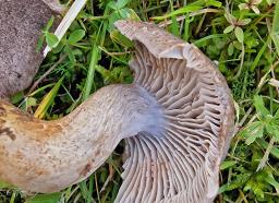 Pseudotricholoma metapodium