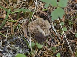 Inocybe fuscidula