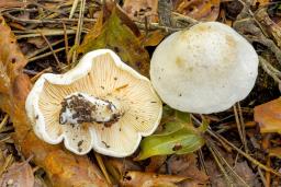 Clitopilus prunulus