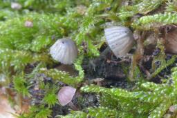 Mycena pseudocorticola