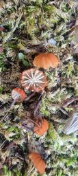 Marasmius curreyi