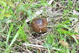 Pluteus cervinus