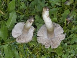Entoloma ochreoprunuloides