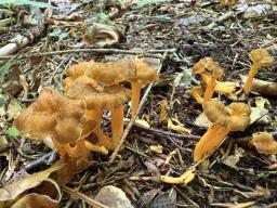 Craterellus lutescens