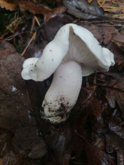 Tricholoma columbetta