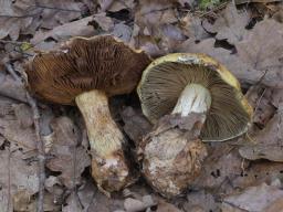 Calonarius elegantissimus