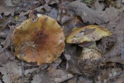 Calonarius elegantissimus