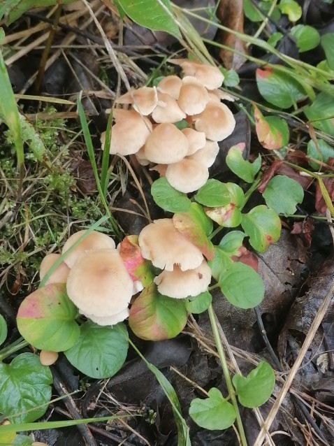 Gymnopus dryophilus