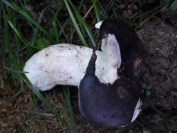 Russula langei