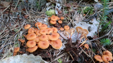 Xeromphalina campanella