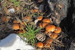 Pholiota carbonaria