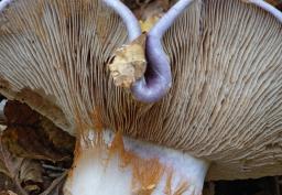 Cortinarius cumatilis