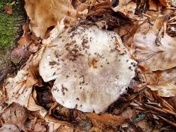 Russula densifolia