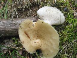 Polyporus tuberaster