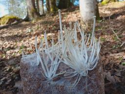 Flammulina filiformis