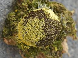Fuligo septica var. flava