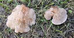 Lignomyces vetlinianus