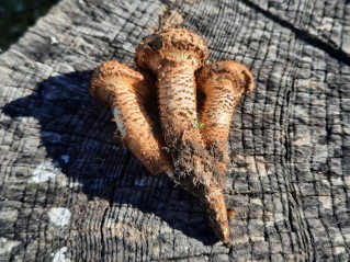 Pholiota squarrosa