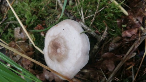 Pluteus petasatus