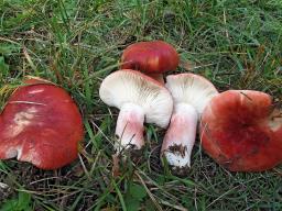 Russula rhodopus