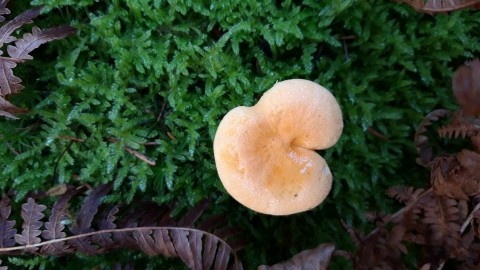 Hygrophoropsis aurantiaca