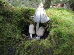 Coprinopsis alopecia