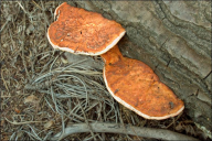 Pycnoporus cinnabarinus