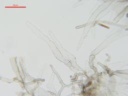 Lepiota griseovirens