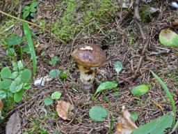 Suillus brunneolus