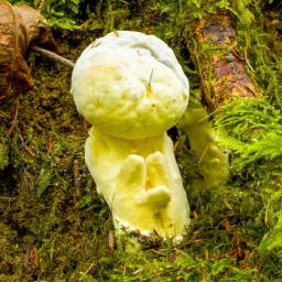 Hypomyces chrysospermus