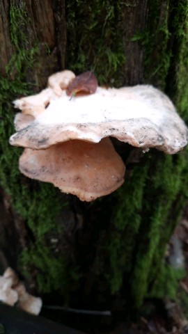 Laetiporus sulphureus