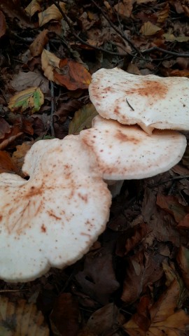 Rhodocollybia maculata