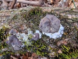 Dictydiaethalium plumbeum