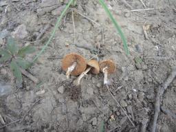 Conocybe aporos