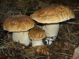 Boletus edulis